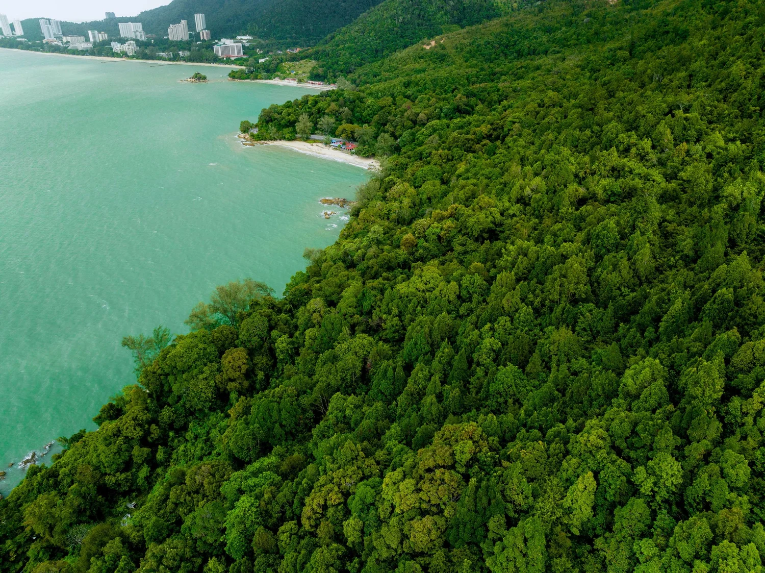 Tropical Spice Garden